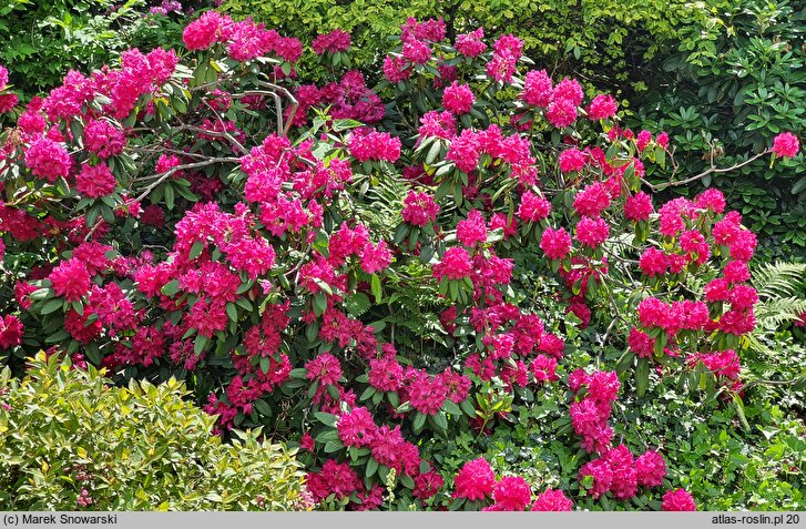 Rhododendron hort. America