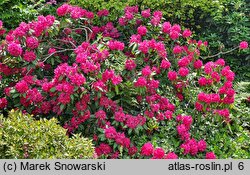 Rhododendron hort. America