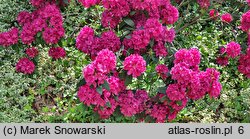 Rhododendron hort. F.D. Godman