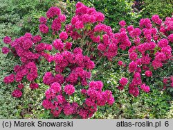 Rhododendron hort. F.D. Godman