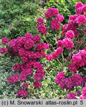 Rhododendron hort. F.D. Godman