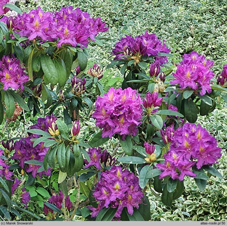 Rhododendron Libretto