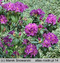 Rhododendron Libretto