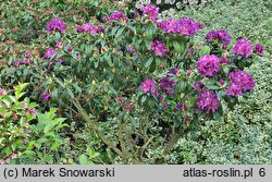 Rhododendron hort. Libretto