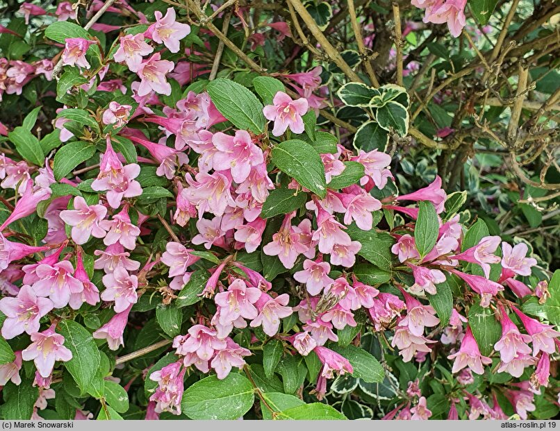 Weigela Rumba