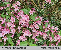 Weigela Rumba