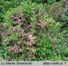 Weigela Rumba