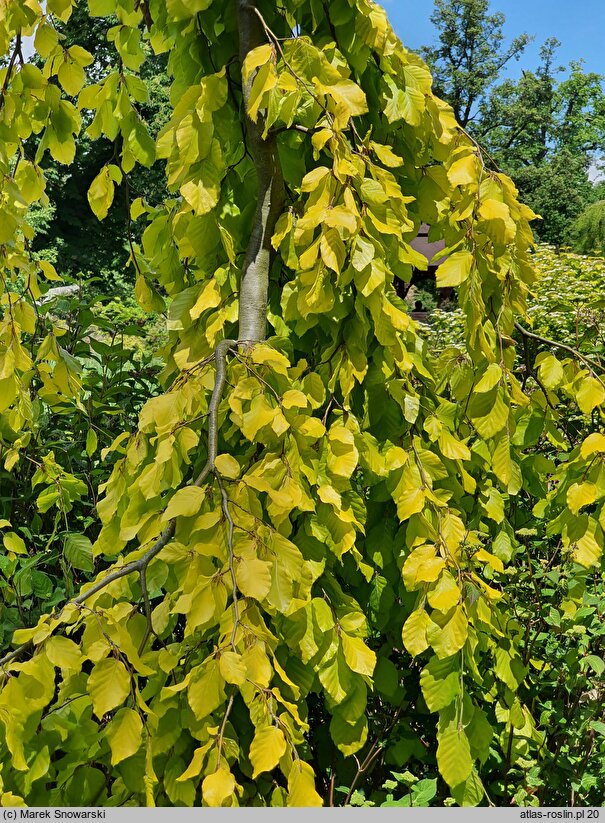 Fagus sylvatica Aurea Pendula