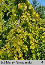 Fagus sylvatica Aurea Pendula