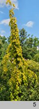 Fagus sylvatica Aurea Pendula