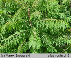 Rhus typhina Dissecta