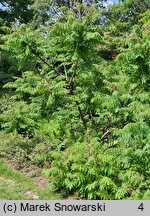 Rhus typhina Dissecta