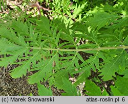 Rhus typhina Dissecta