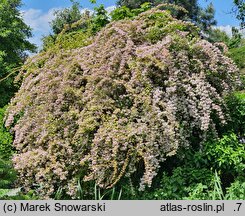 Kolkwitzia amabilis Maradco