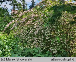 Kolkwitzia amabilis Maradco