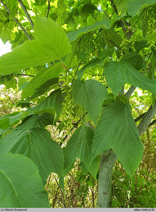 Acer pensylvanicum (klon pensylwański)