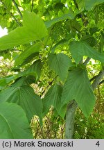 Acer pensylvanicum (klon pensylwański)