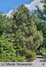 Pinus jeffreyi (sosna Jeffreya)