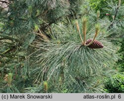 Pinus jeffreyi (sosna Jeffreya)