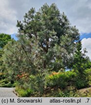 Pinus heldreichii Satellit