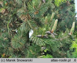 Pinus heldreichii Satellit