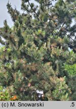 Pinus heldreichii Satellit