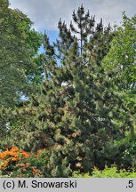 Pinus heldreichii Satellit
