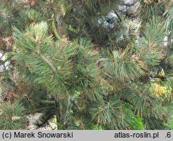 Pinus heldreichii Satellit