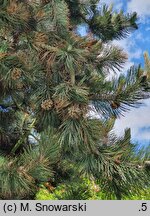 Pinus heldreichii Satellit
