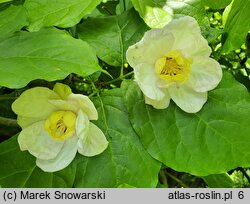 Calycanthus chinensis (kielichowiec chiński)