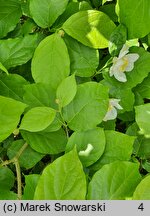 Calycanthus chinensis (kielichowiec chiński)