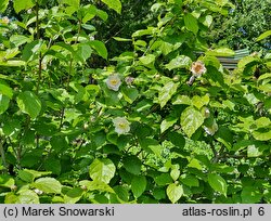 Calycanthus chinensis (kielichowiec chiński)