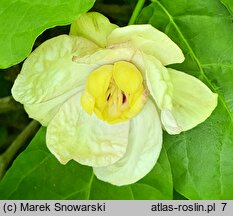 Calycanthus chinensis (kielichowiec chiński)