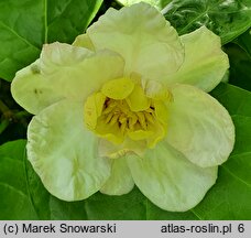 Calycanthus chinensis (kielichowiec chiński)