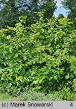 Calycanthus chinensis (kielichowiec chiński)