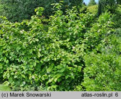 Calycanthus chinensis (kielichowiec chiński)