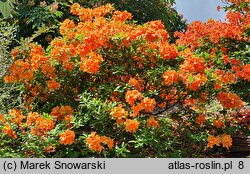 Rhododendron hort. Glowing Embers