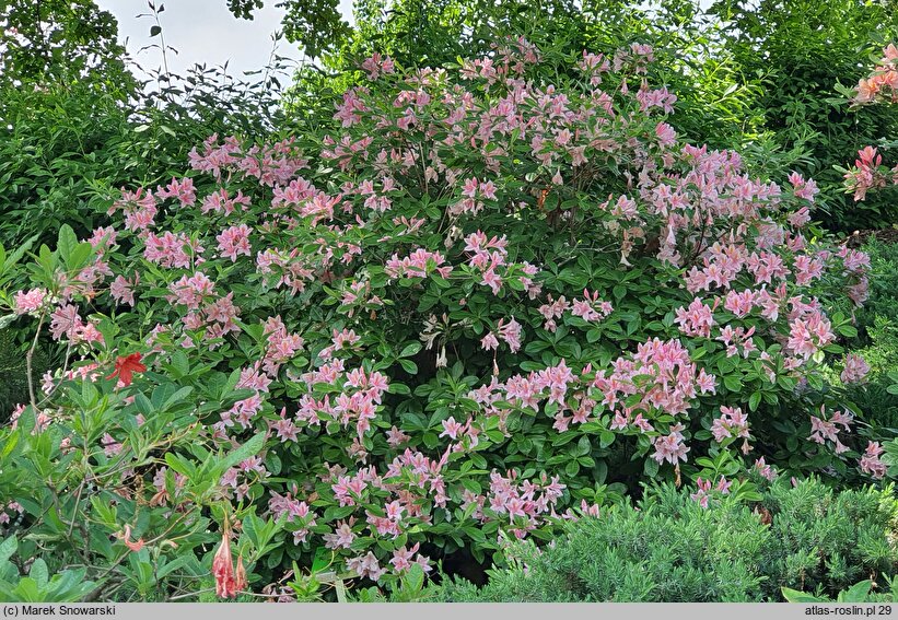 Rhododendron hort. Reve d'Amour