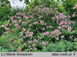 Rhododendron Reve d'Amour