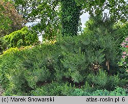 Pinus contorta var. latifolia