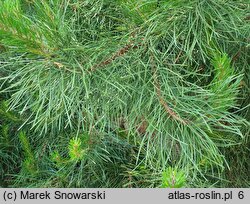 Pinus contorta var. latifolia