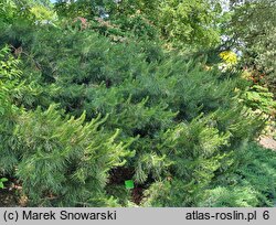 Pinus contorta var. latifolia