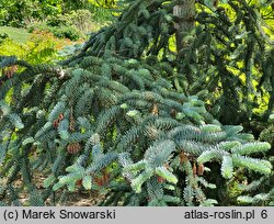 Abies procera Glauca