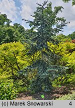 Abies procera Glauca