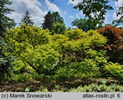 Rhus typhina Baltiger