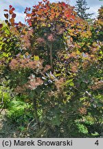 Cotinus coggygria Grace