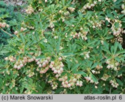 Enkianthus subsessilis (enkiant szeroki)