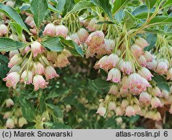 Enkianthus subsessilis (enkiant szeroki)