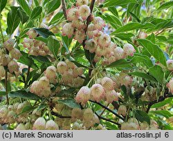 Enkianthus subsessilis (enkiant szeroki)