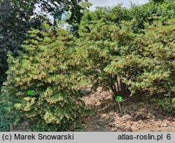 Enkianthus subsessilis (enkiant szeroki)